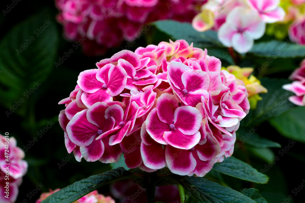 Pink flowering hydrangea in the park, background.