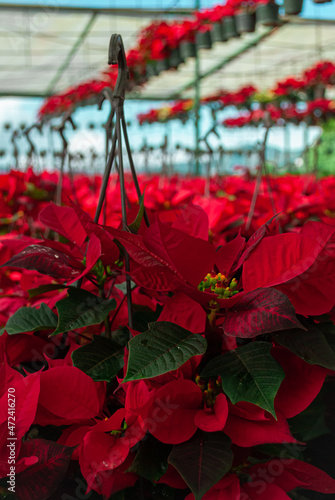 Varias flores de navidad