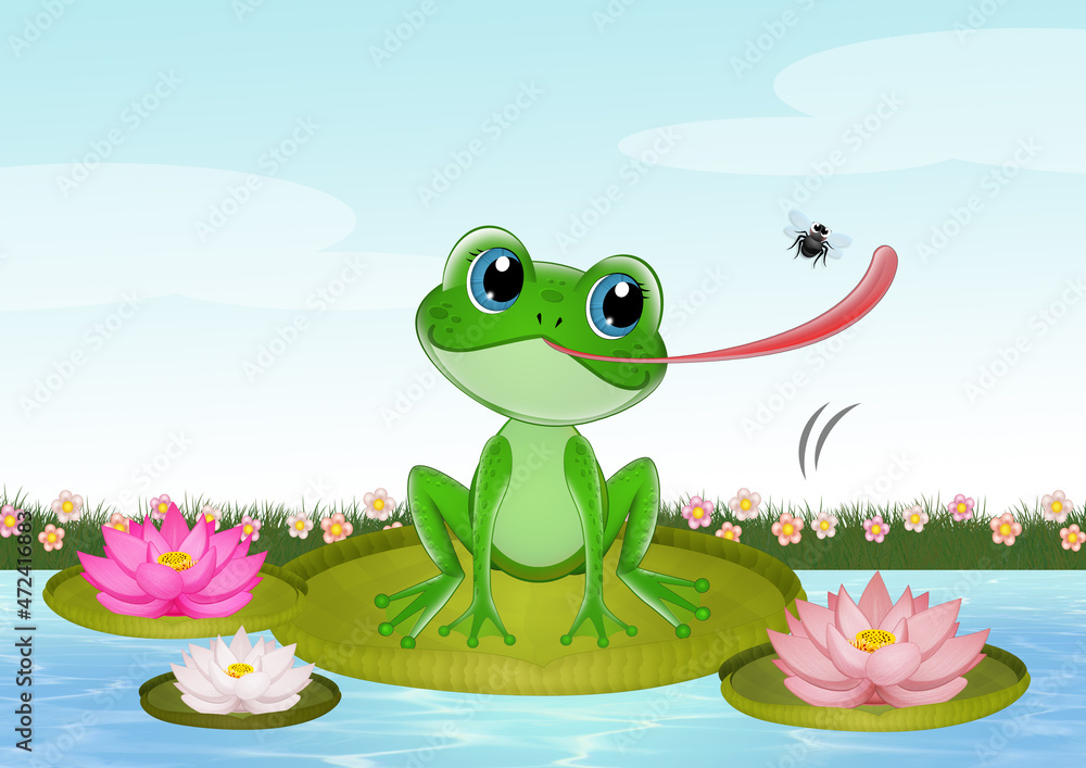 Fototapeta premium frog catches insects with its tongue