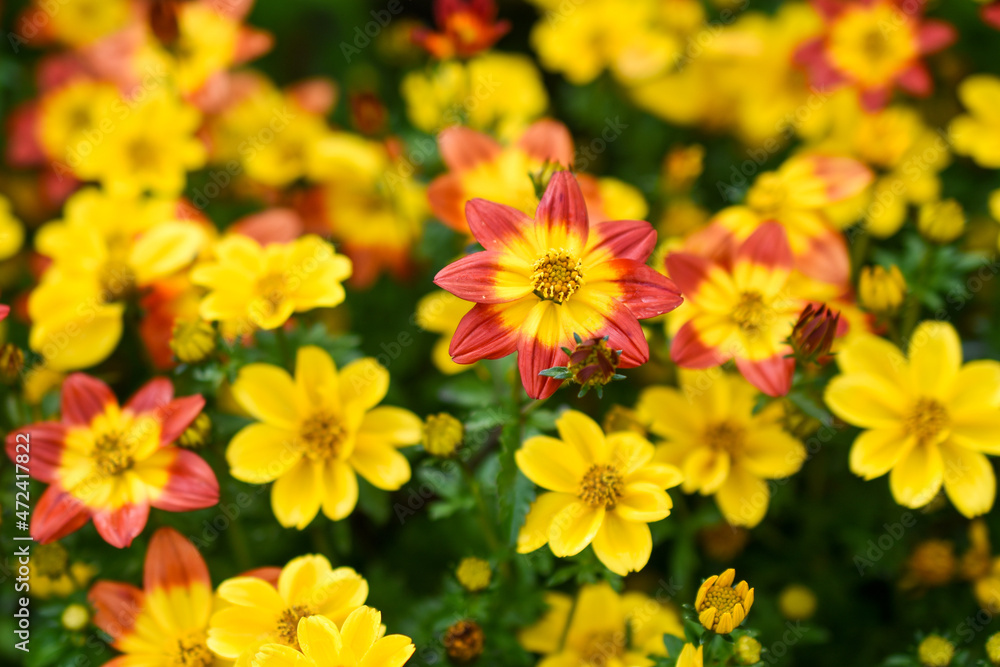 Bidens Bidens