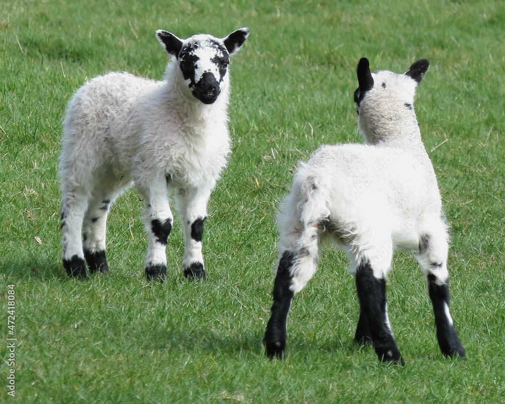 beautiful black and white lambs in the spring beautiful black and white lambs in the spring
