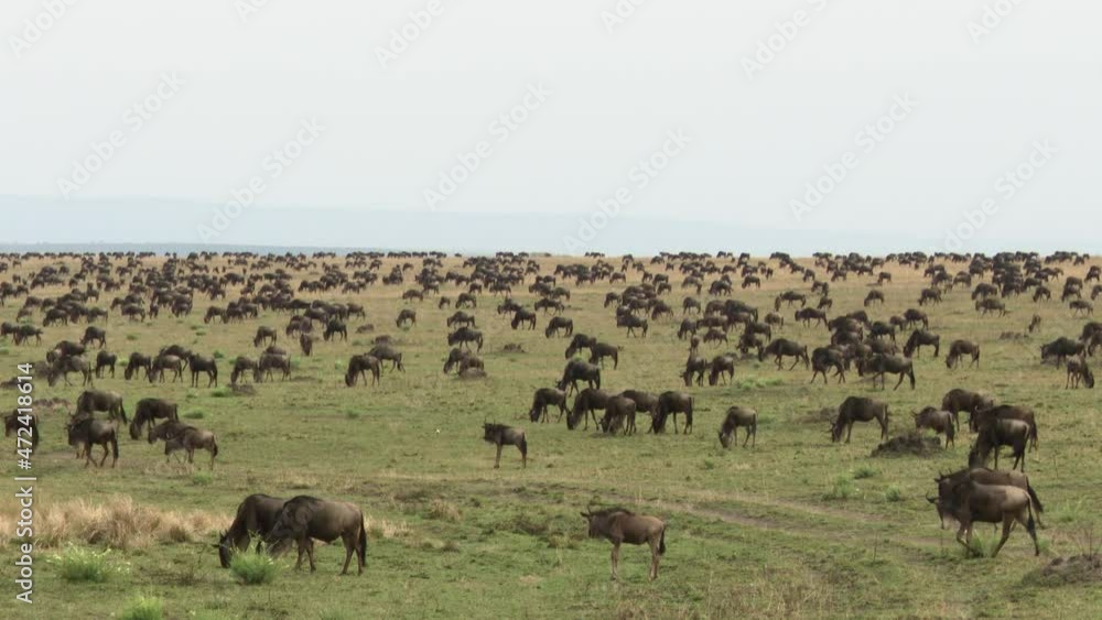 Blue Wildebeest (Connochaetes taurinus) big herd migrating over the Serengeti plains, Tanzania Blue Wildebeest (Connochaetes taurinus) big herd migrating over the Serengeti plains, Tanzania