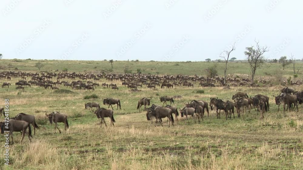 Blue Wildebeest (Connochaetes taurinus) big herd migrating over the Serengeti plains, Tanzania Blue Wildebeest (Connochaetes taurinus) big herd migrating over the Serengeti plains, Tanzania