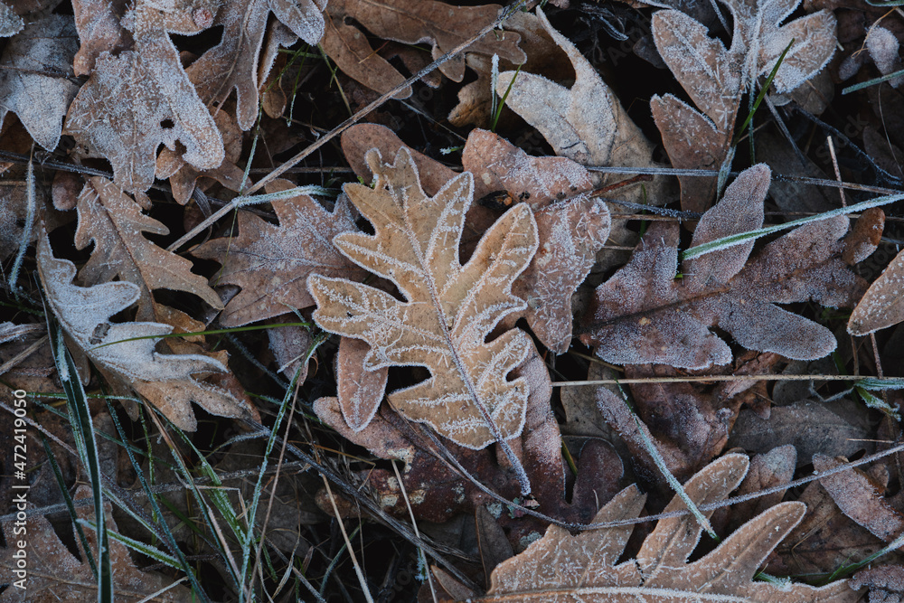 Hoarfrost on fallen leaves