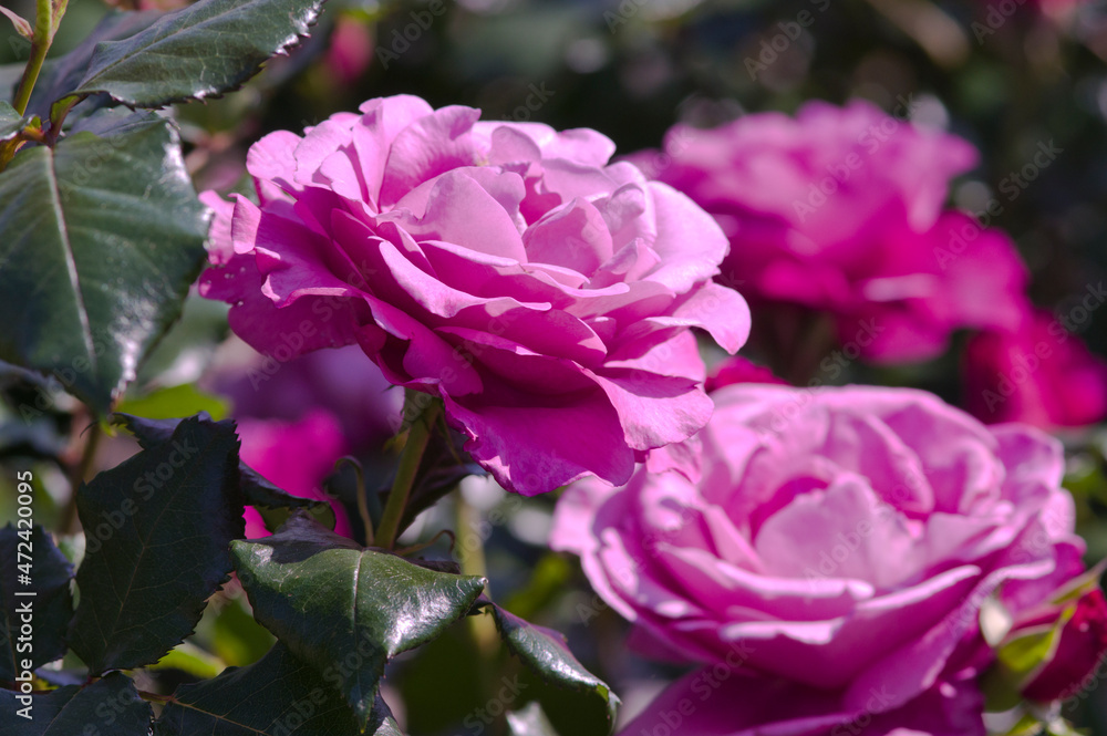 The name of this rose is Pastel Mauve.