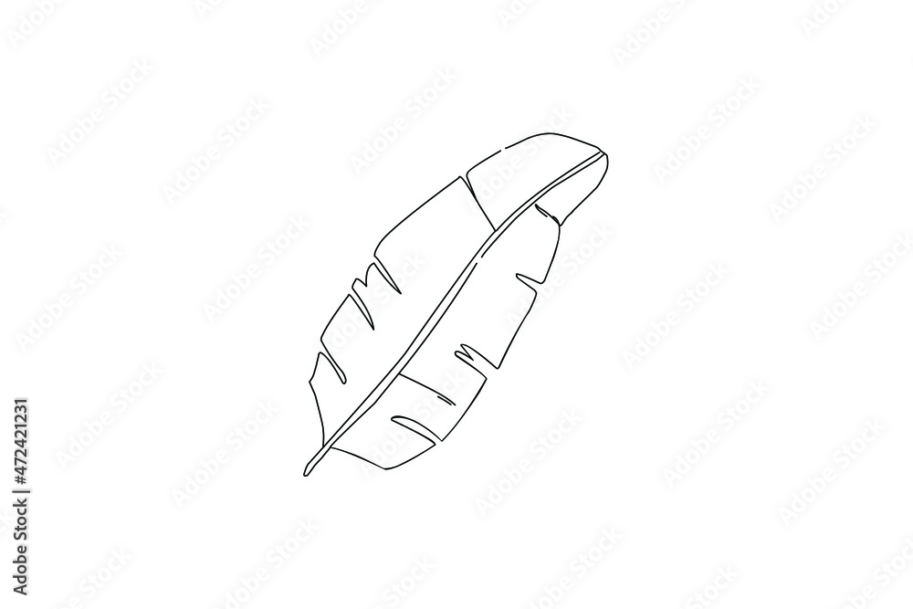 Hand drawn banana leaf vector isolated Hand drawn banana leaf vector isolated