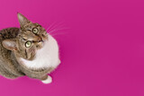 Gray shorthair domestic tabby cat sitting on a magenta background and looking up. Selective focus.