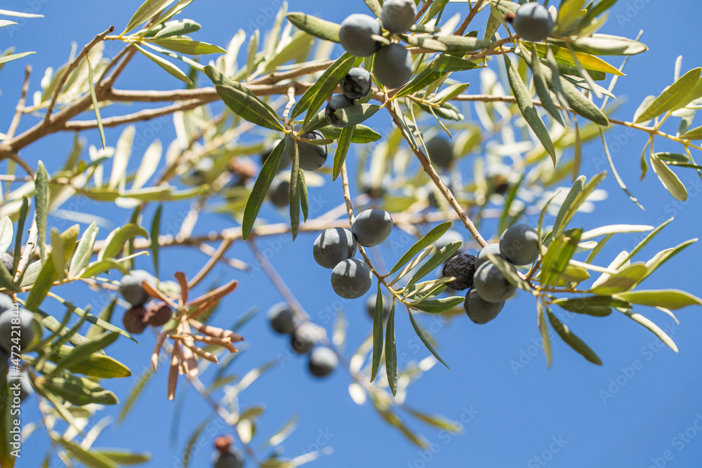 Branch of olive tree with fruits and leaves Branch of olive tree with fruits and leaves