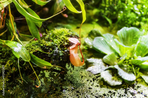 Vivid carnivorous plant Nepenthes of the family Nepenthaceae in a tropical greenhouse photo