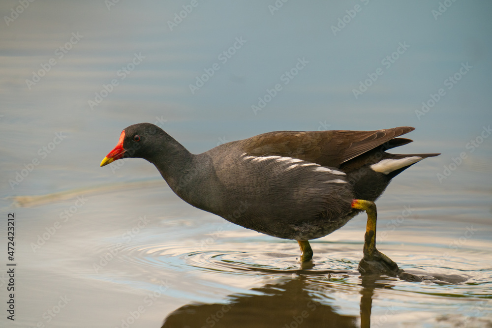 The common moorhen (Gallinula chloropus) The common moorhen (Gallinula chloropus)