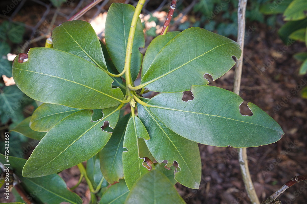 Sick leaves rhododendron with holes in the garden Sick leaves rhododendron with holes in the garden