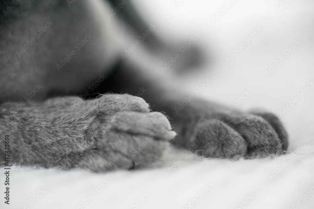 Selective focus. Small gray domestic cat Sphynx close-up and copy space.... Selective focus. Small gray domestic cat Sphynx close-up and copy space....