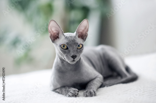 Selective focus. Small gray domestic cat Sphynx close-up and copy space.... © Nelly