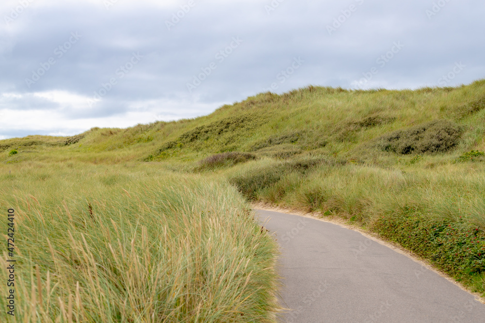 Nature walkways or bicycle lane along the sand dunes or dyke at Dutch north sea coast, European marram grass (beach grass) under blue sky, Nature background, North Holland, Netherlands.
