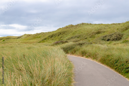 Nature walkways or bicycle lane along the sand dunes or dyke at Dutch north sea coast, European marram grass (beach grass) under blue sky, Nature background, North Holland, Netherlands.
