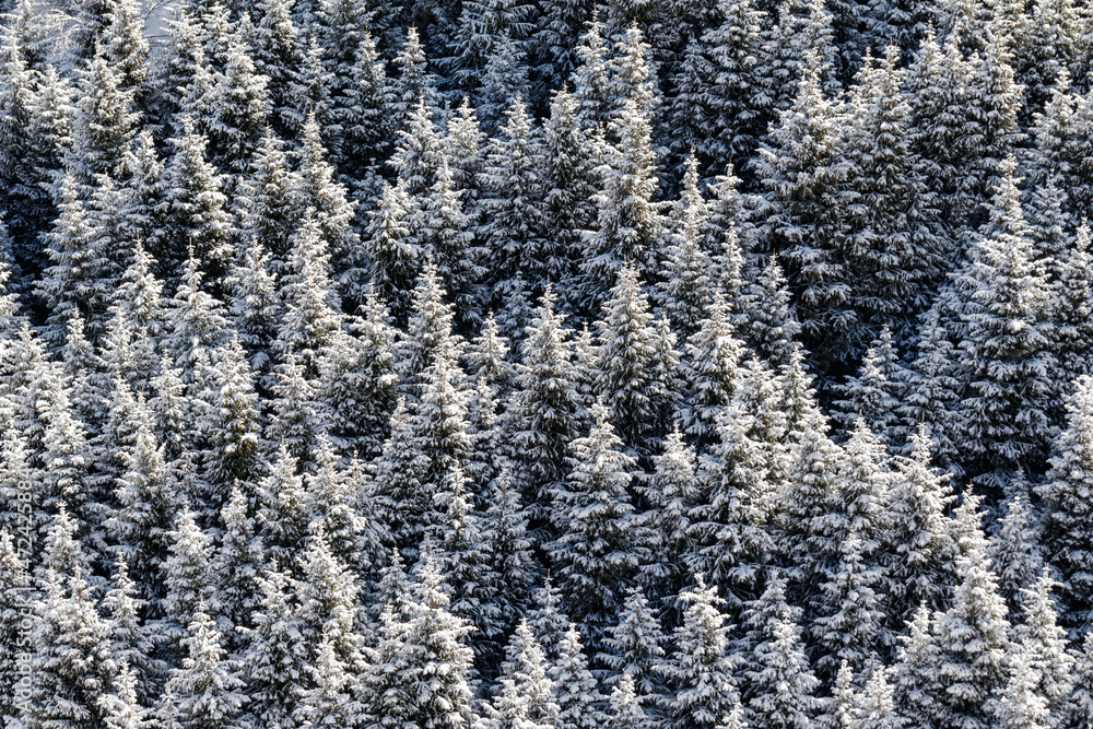 Snowy spruce forest in the snow. Winter forest with frosty trees background.