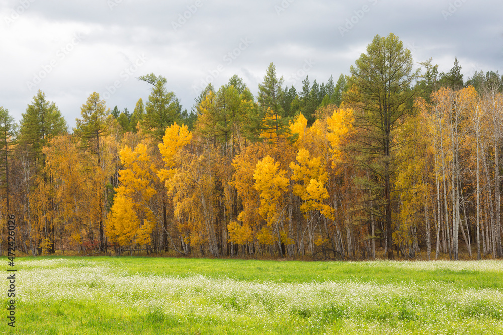 Autumn landscape with birches on a sunny day