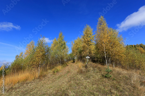 Autumn birch grove in Carpathian mountains