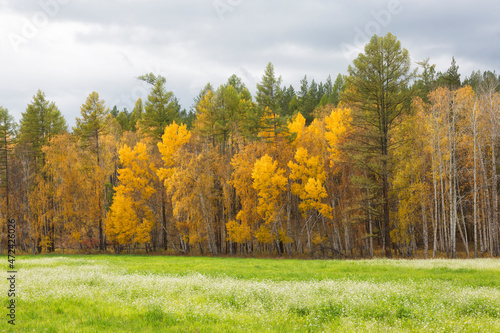 Autumn landscape with birches on a sunny day © Shchipkova Elena