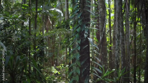 Creeper plant on tree in rainforest of Kondalilla park Queensland Australia photo