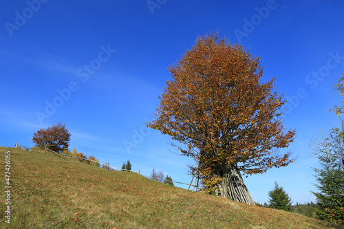 Autumn tree on mountain slope in Carpathians,