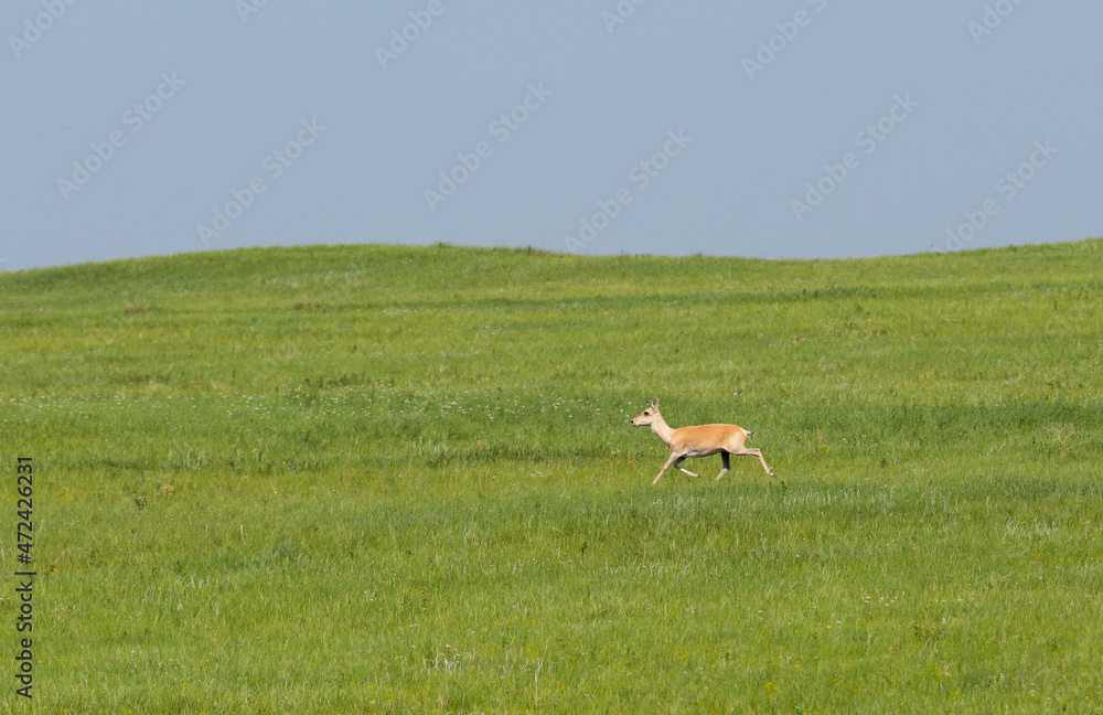 Dzeren or Mongolian gazelle on green grass. Zabaykalsky Krai. Russia Dzeren or Mongolian gazelle on green grass. Zabaykalsky Krai. Russia
