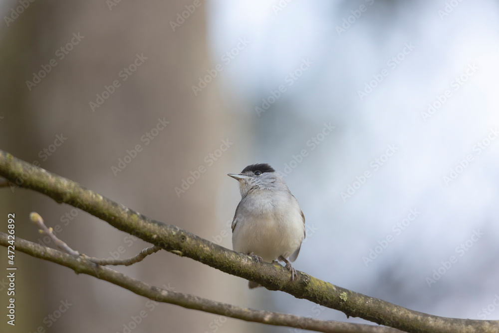 A blackcap sings in the forest on a branch against a blurred background A blackcap sings in the forest on a branch against a blurred background