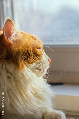 Adult ginger cat at window