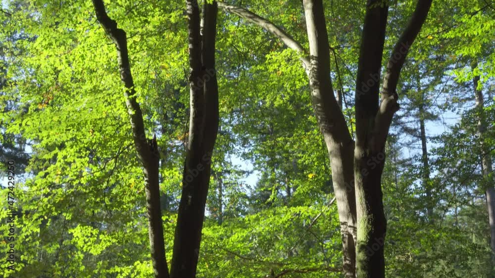 Beech trees late summer, start autumn in the forest where the sun shines at the green leaves. Camera goes from bottom to top of the tree. Lift. Beech trees late summer, start autumn in the forest where the sun shines at the green leaves. Camera goes from bottom to top of the tree. Lift.