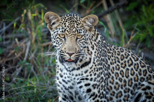 Leopard (Panthera Pardus) female. Mpumalanga. South Africa.