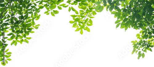 Green leaves on white background © tanatat