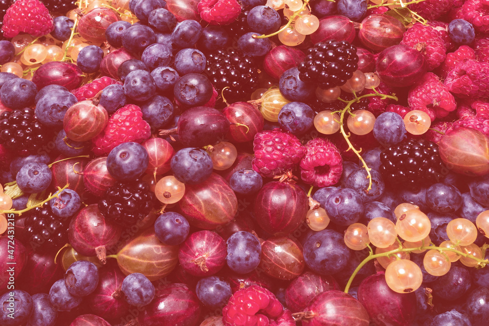 Gooseberries, blueberries, mulberry, raspberries, white and red currants. Gooseberries, blueberries, mulberry, raspberries, white and red currants.
