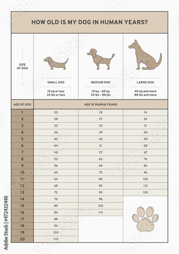 How old is my dog in human years? Age calculator, Infographic vector illustration, EPS 10