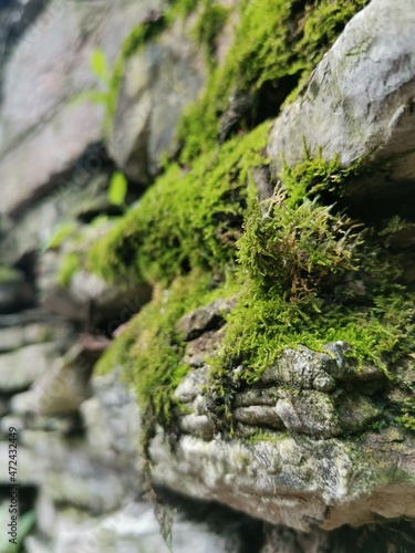 moss covered rocks