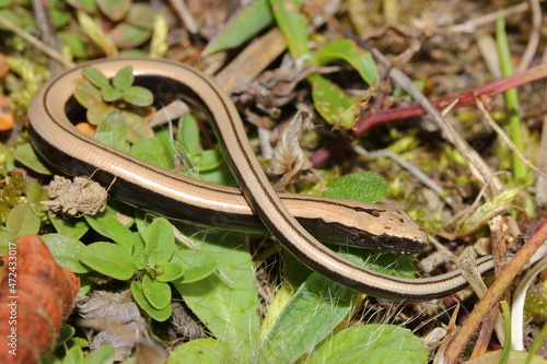 Obraz na płótnie Young eastern slow worm (Anguis colchica) in natural habitat