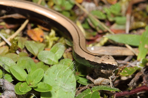 Young eastern slow worm (Anguis colchica) in natural habitat photo