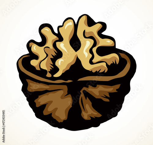 Broken walnut kernel. Vector drawing