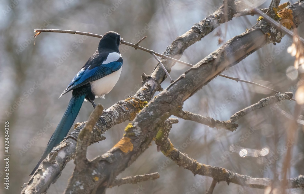 A magpie holds a large branch in its beak A magpie holds a large branch in its beak