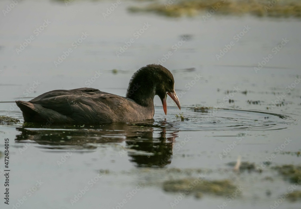 Coot bird swims on the lake and eats grass Coot bird swims on the lake and eats grass