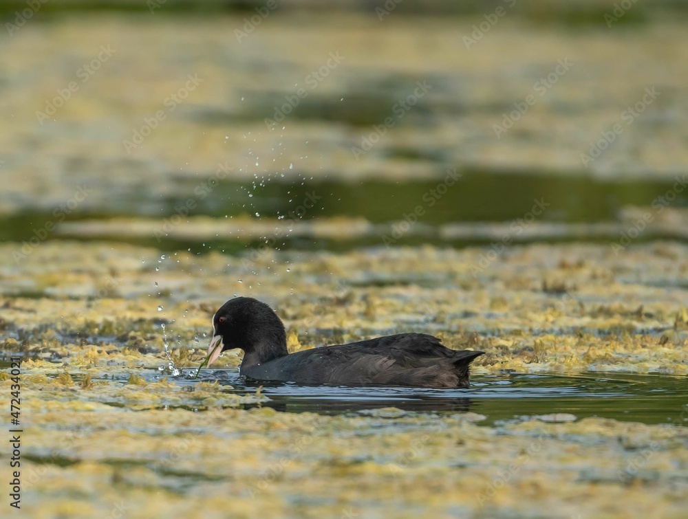 Fototapeta premium Coot bird swims on the lake and eats grass