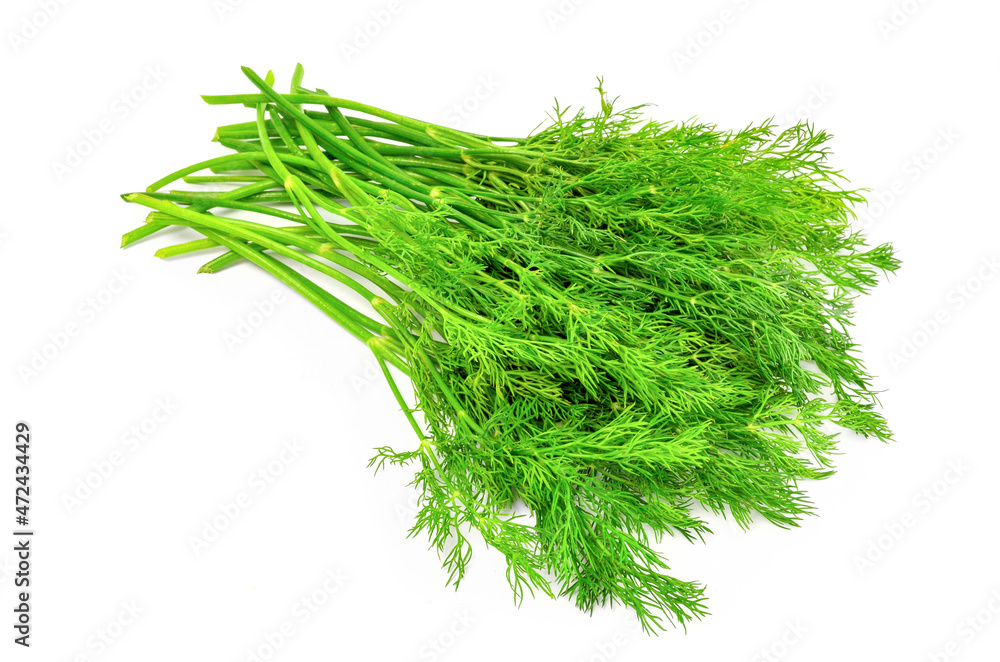 Fototapeta premium Bunch fresh dill herb isolated on white background