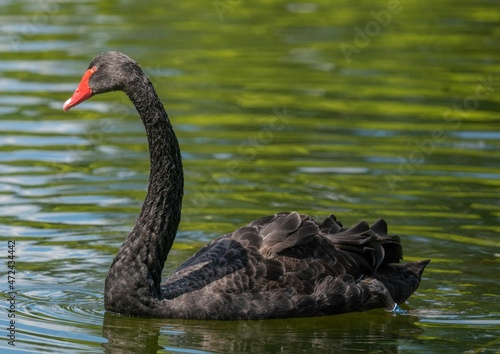 Beautiful black swan swims on the lake