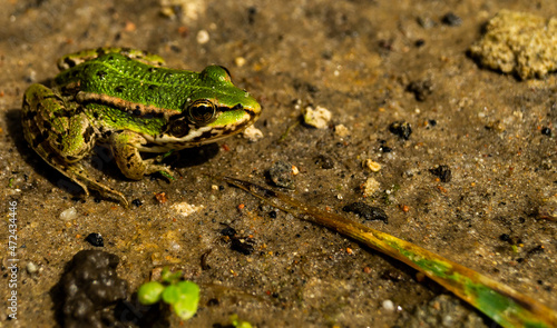 żaba, zielona, płaz,  photo