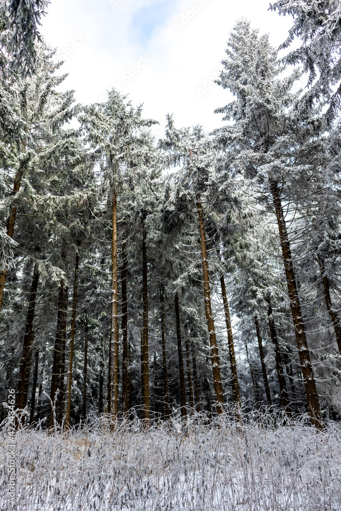 Fototapeta premium Wunderschöne Winterlandschaft auf den Höhen des Thüringer Waldes bei Oberhof - Thüringen
