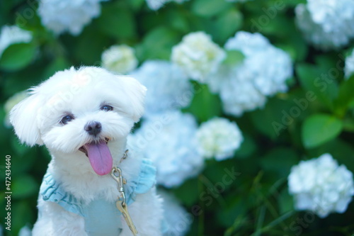 紫陽花と笑顔の子犬