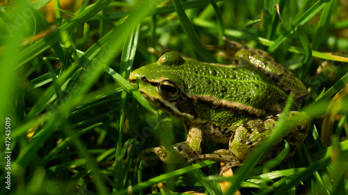 żaba, trawa, zielona, zwierze photo