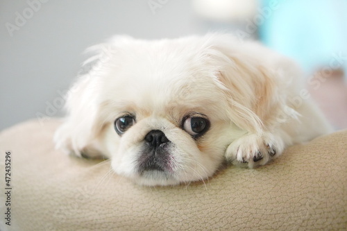 Quadro su tela のんびりする子犬