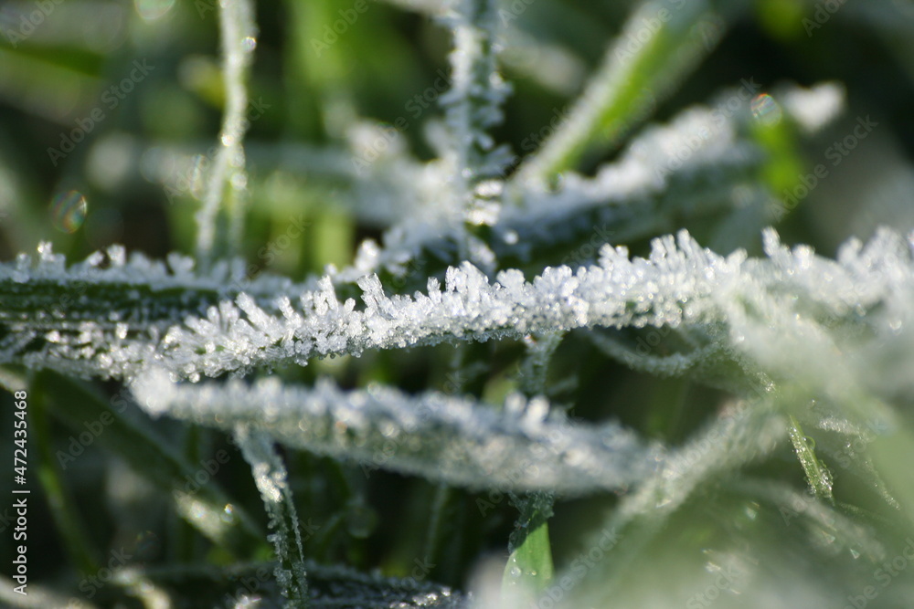 Macro di fili d'erba congelati dalla brina mattutina, in inverno con i cristalli di ghiaccio ben definiti Macro di fili d'erba congelati dalla brina mattutina, in inverno con i cristalli di ghiaccio ben definiti