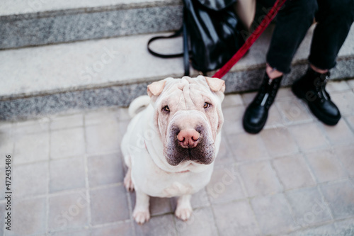 Shar-pei dog with woman by steps photo