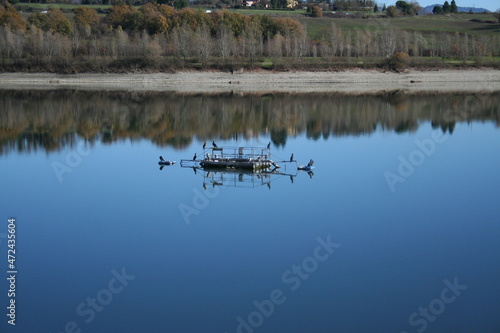 Cormorani appollaiati su una boa al centro del lago di BILANCINO, che si riflettono insieme agli alberi circostanti sull'acqua calma